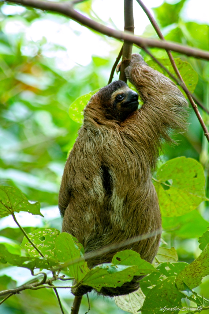Beste Reisezeit Costa Rica für Tierbeobachtung