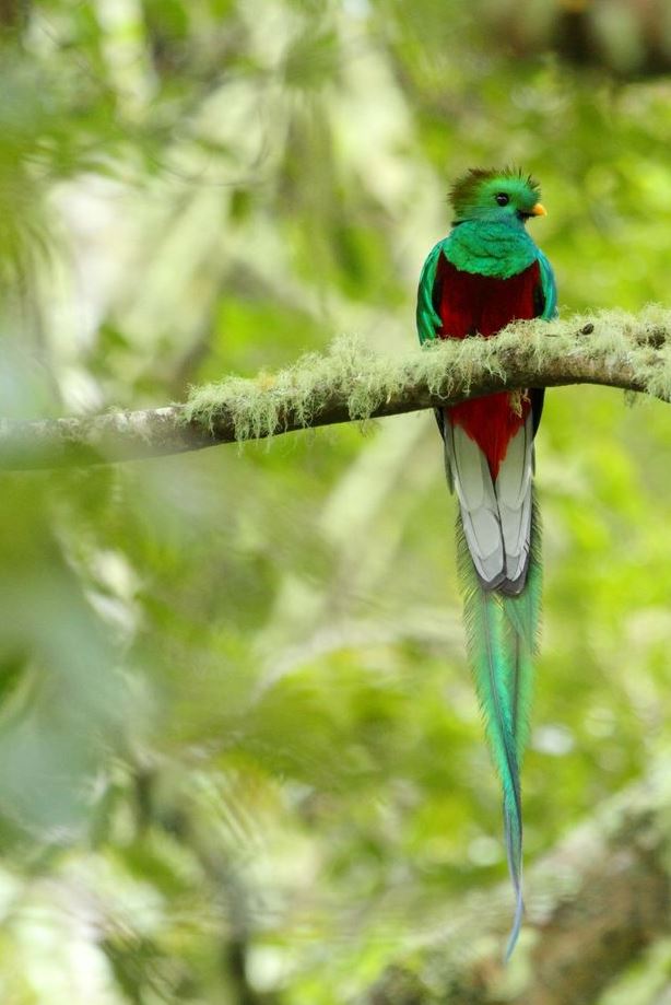 Quetzal sitzt im Regenwald Costa Ricas auf einem Ast