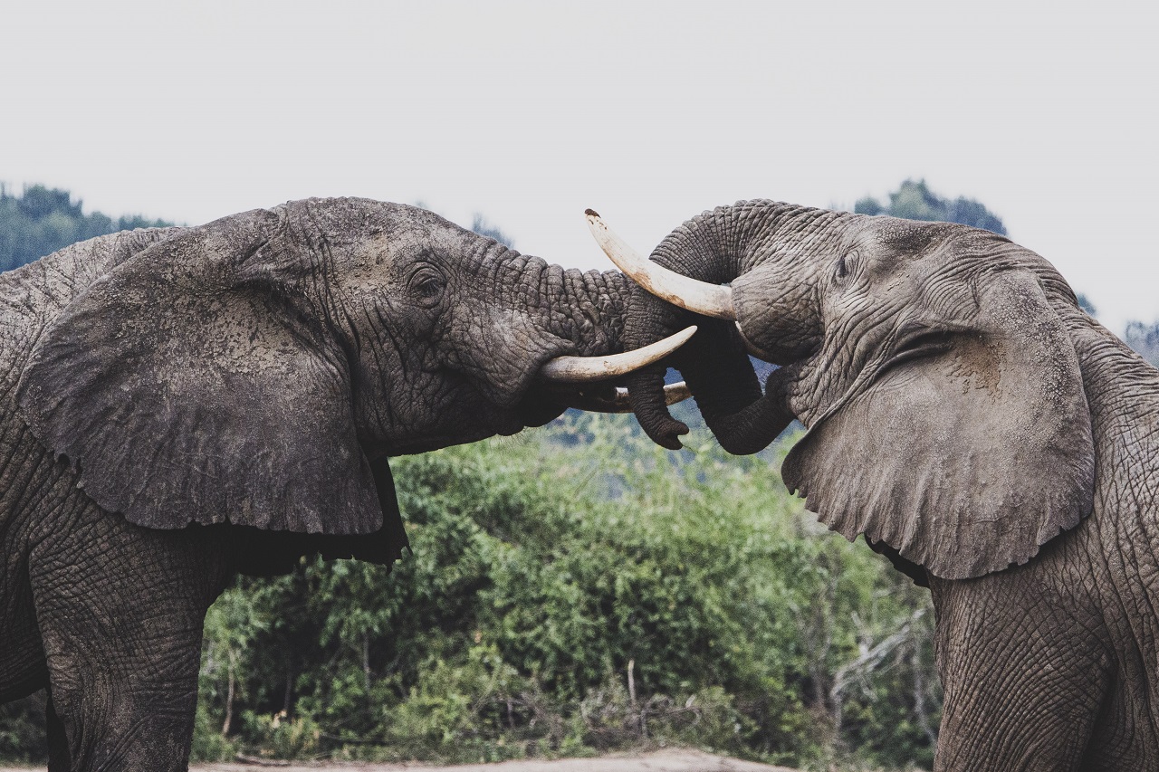 Zwei Elefanten kämpfen miteinander