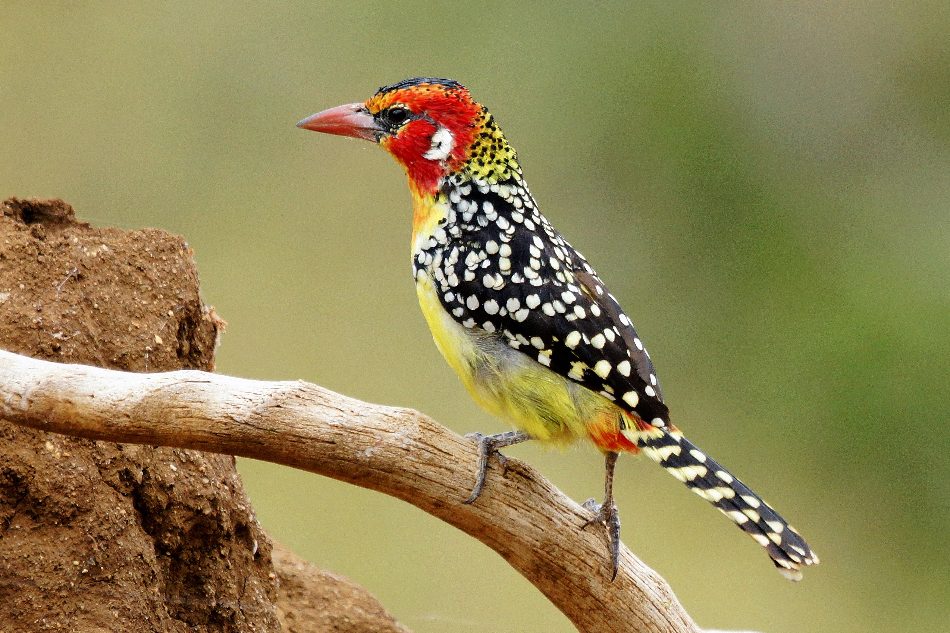 Beste Reisezeit Botswana für Vogelbeobachtung