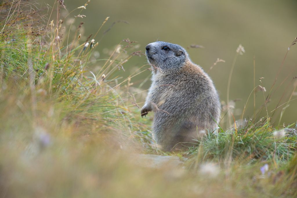 Wildlife-Fotografie im Hochgebirge Hohe Tauern