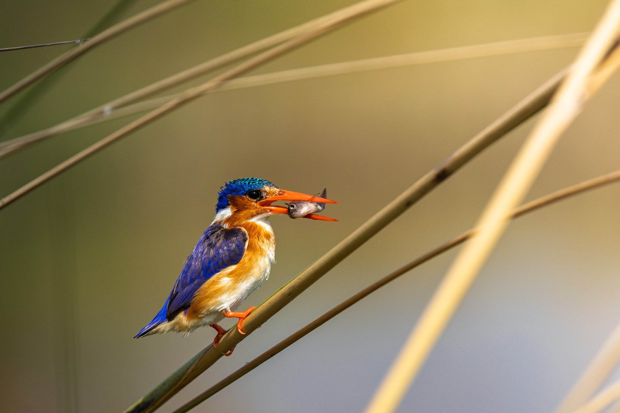 Eisvogel im Okavango-Delta