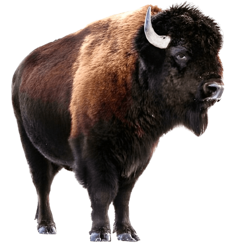 Wisent