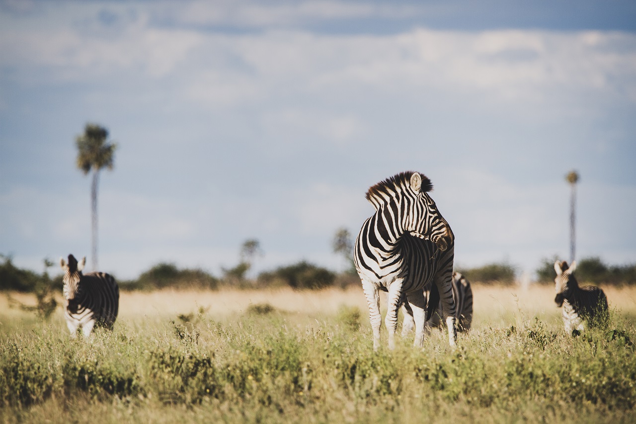Ein Zebra steht auf einer Lichtung