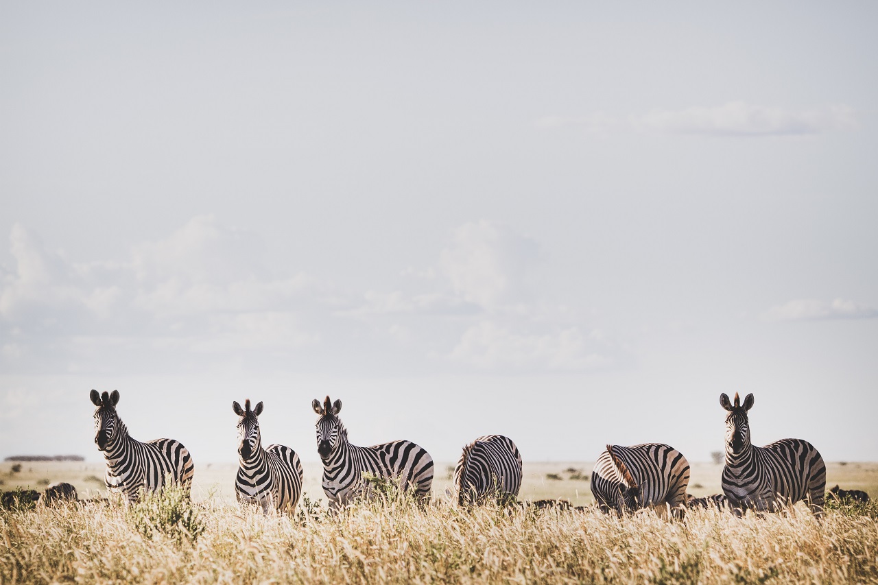 Zebras im hohen Gras