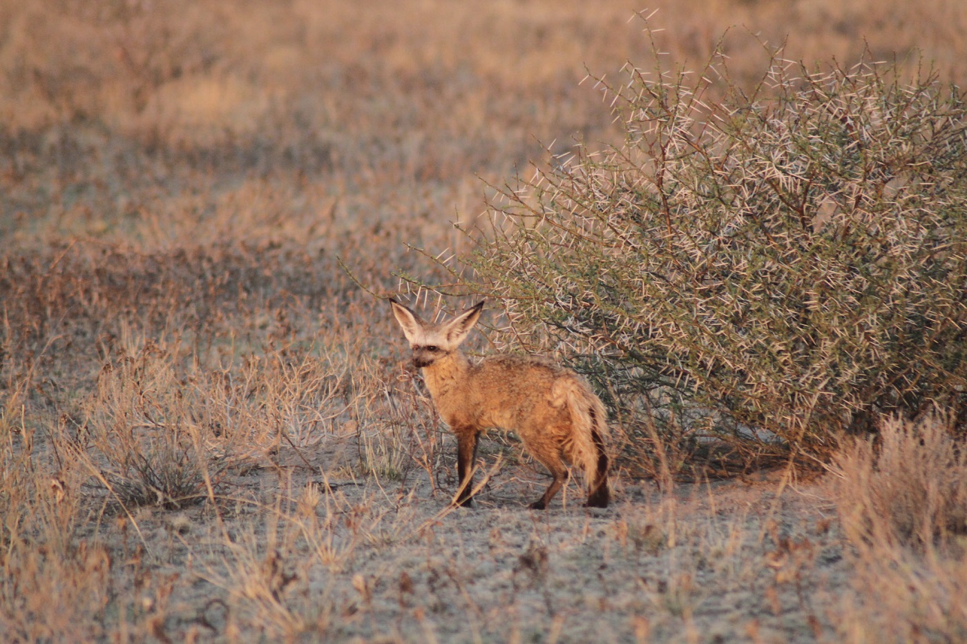Beste Reisezeit Botswana für Fotografie