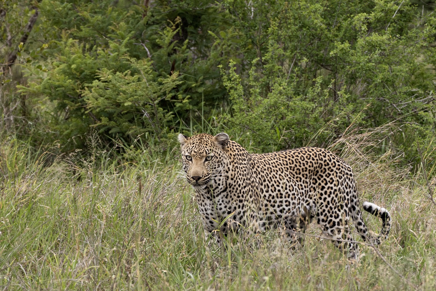 Krüger Nationalpark - Beste Reisezeit Südafrika