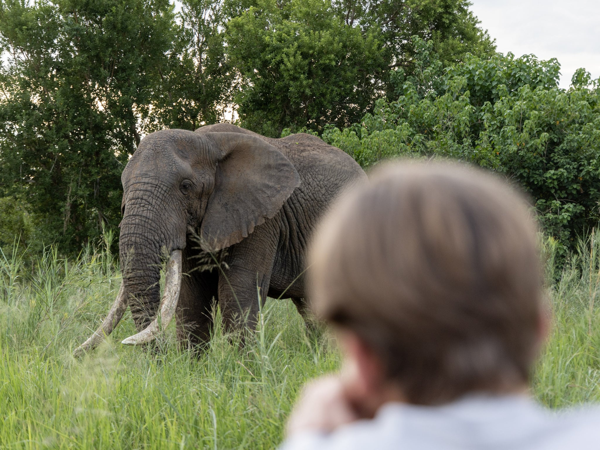 Person von Hinten im Hintergrund Elefant auf Safari in Südafrika