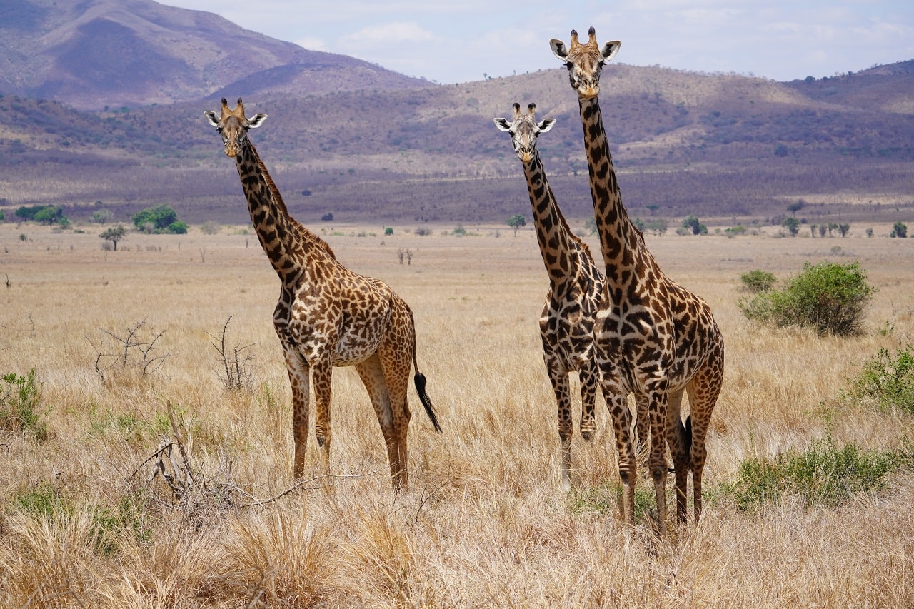 Drei Giraffen in Tansania