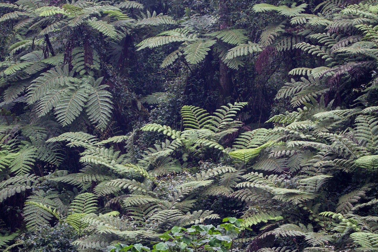 Uganda Regenwald Nebel im Regenwald von Uganda