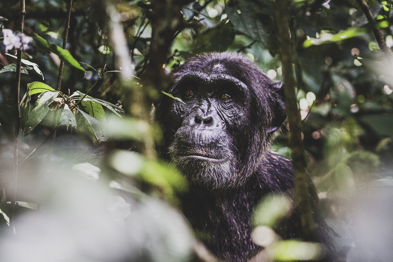 Schimpanse im dichten Dschungel Ugandas