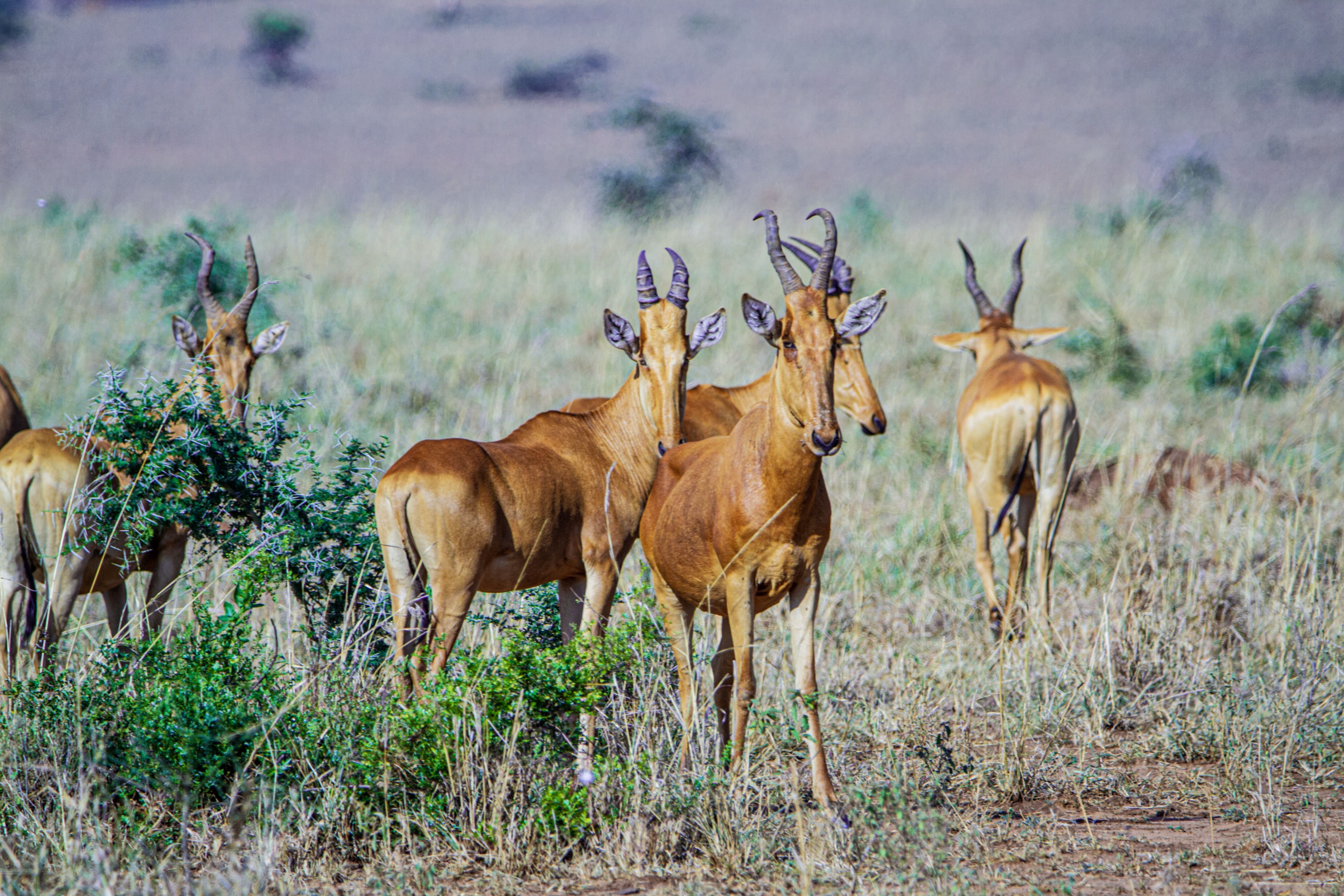 Mehrere Kuhantilopen in der Savanne von Uganda