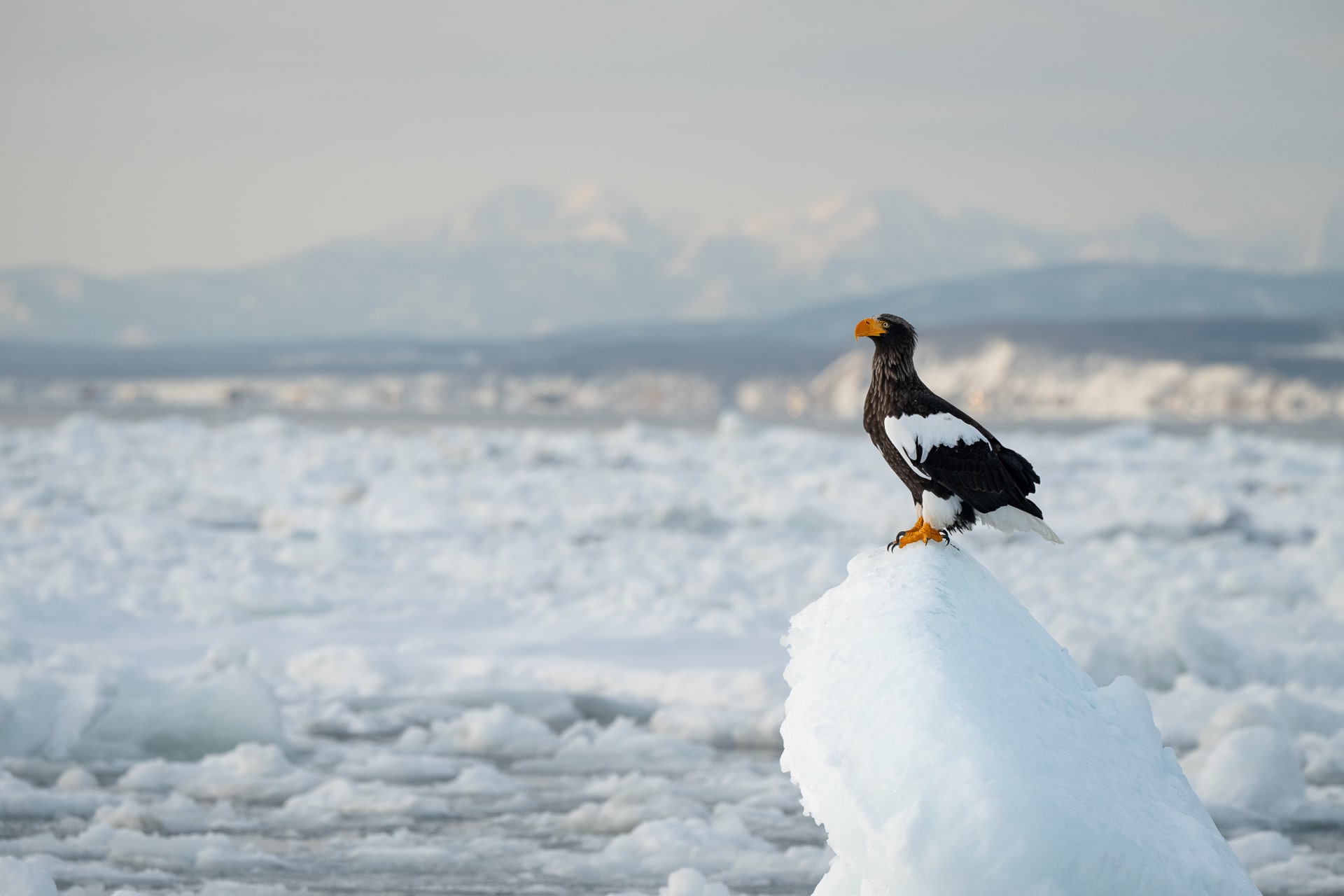 Japan Winter Schnee Onsen