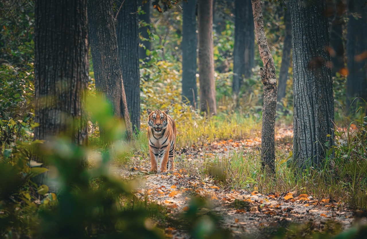 Tiger im Dschungel von Nepal