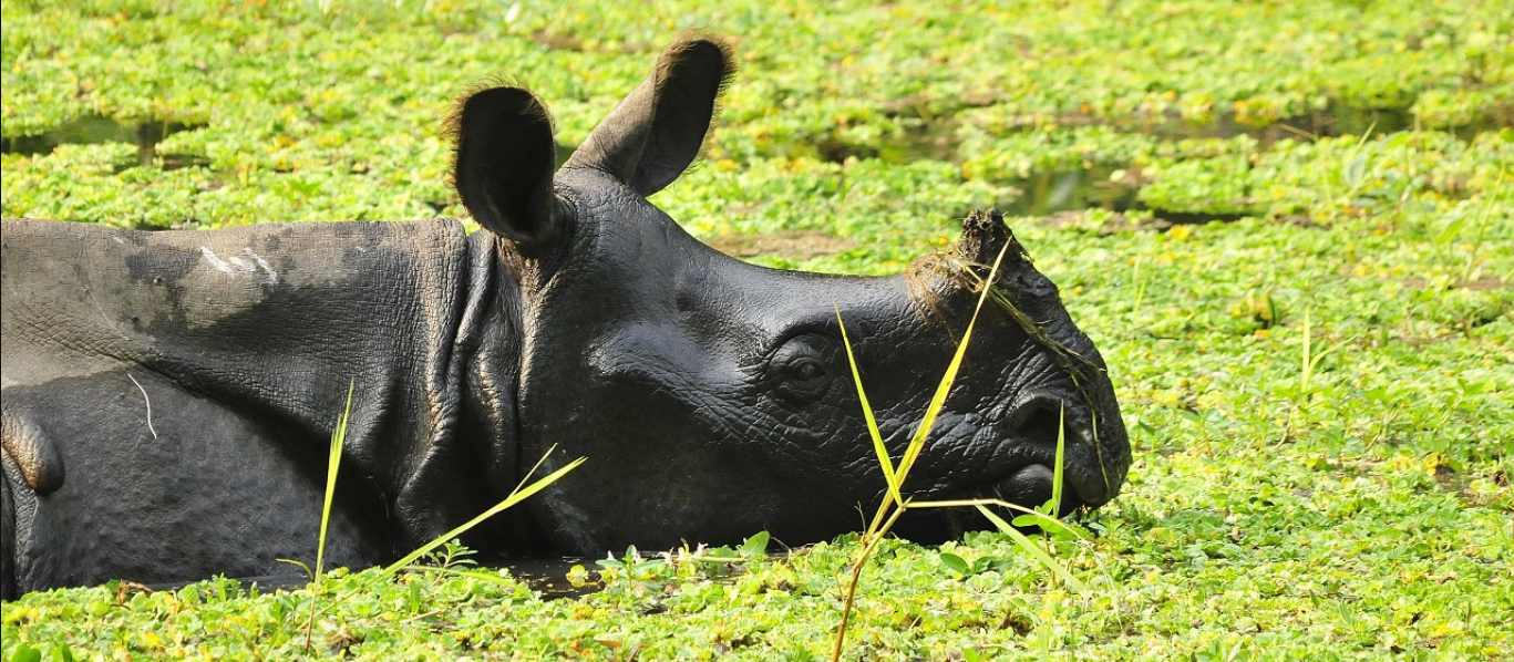 Nepal Nashorn im Fluss