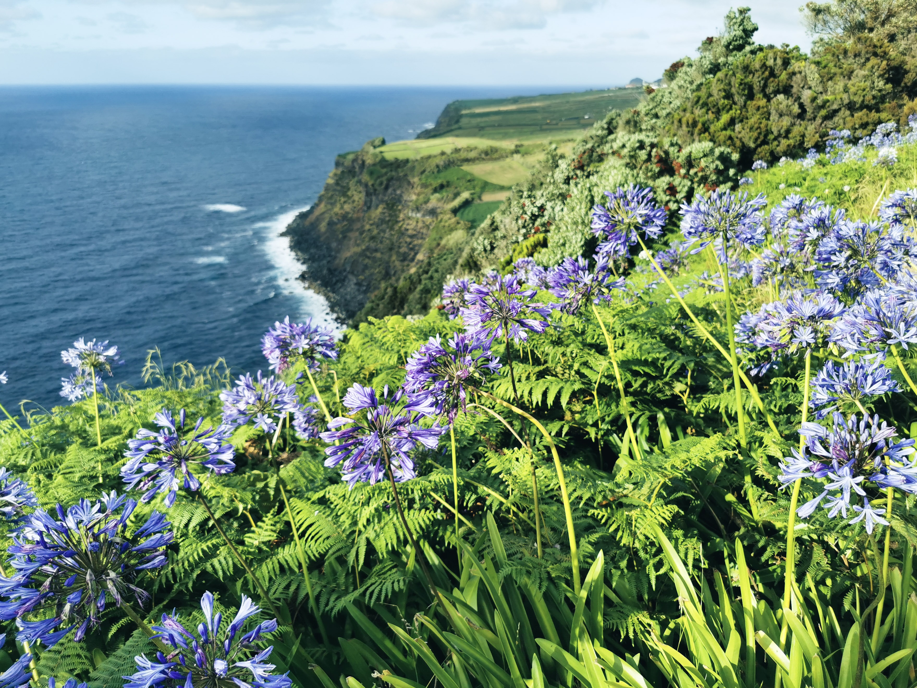 Blumen an der Küste der Azoren