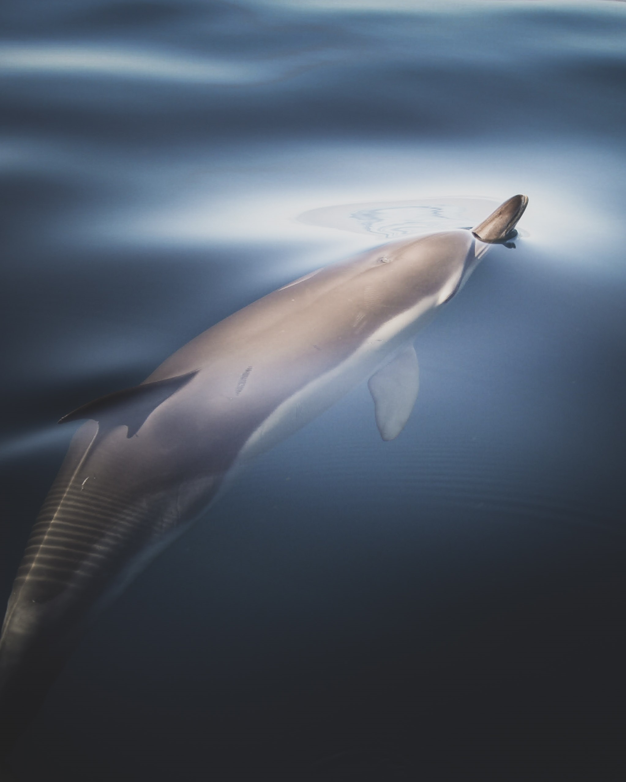 Gemeiner Delfin bricht mit seiner Schnauze durch die spiegelglatte Meeresoberfläche
