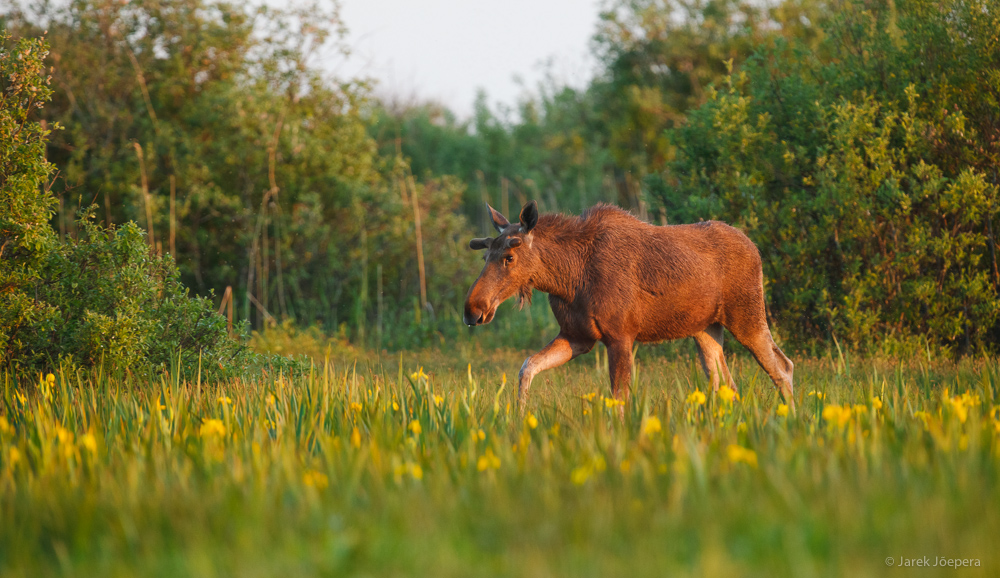 Elch läuft in hohem Gras bei Sonnenuntergang