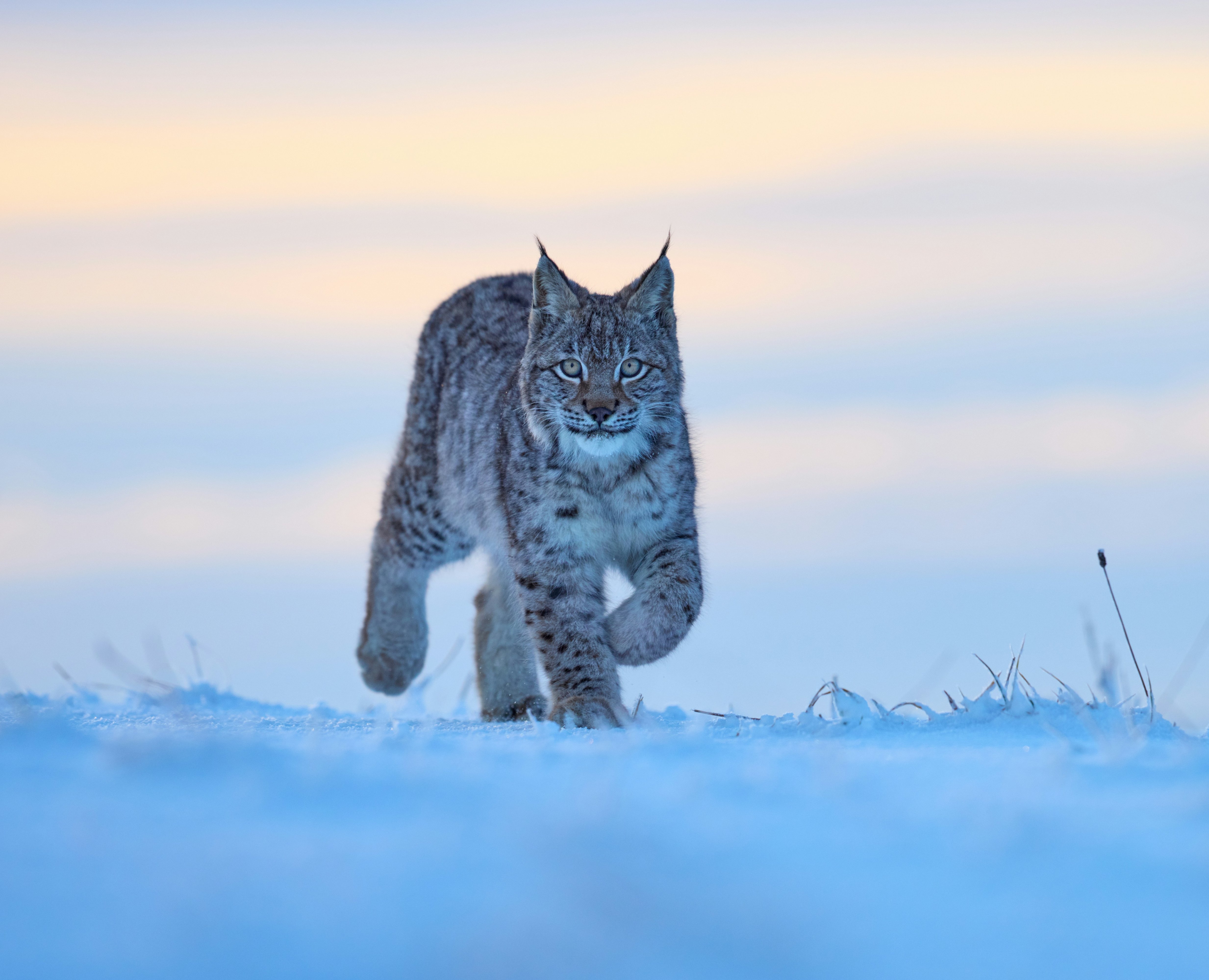 Luchs im Schnee Estland