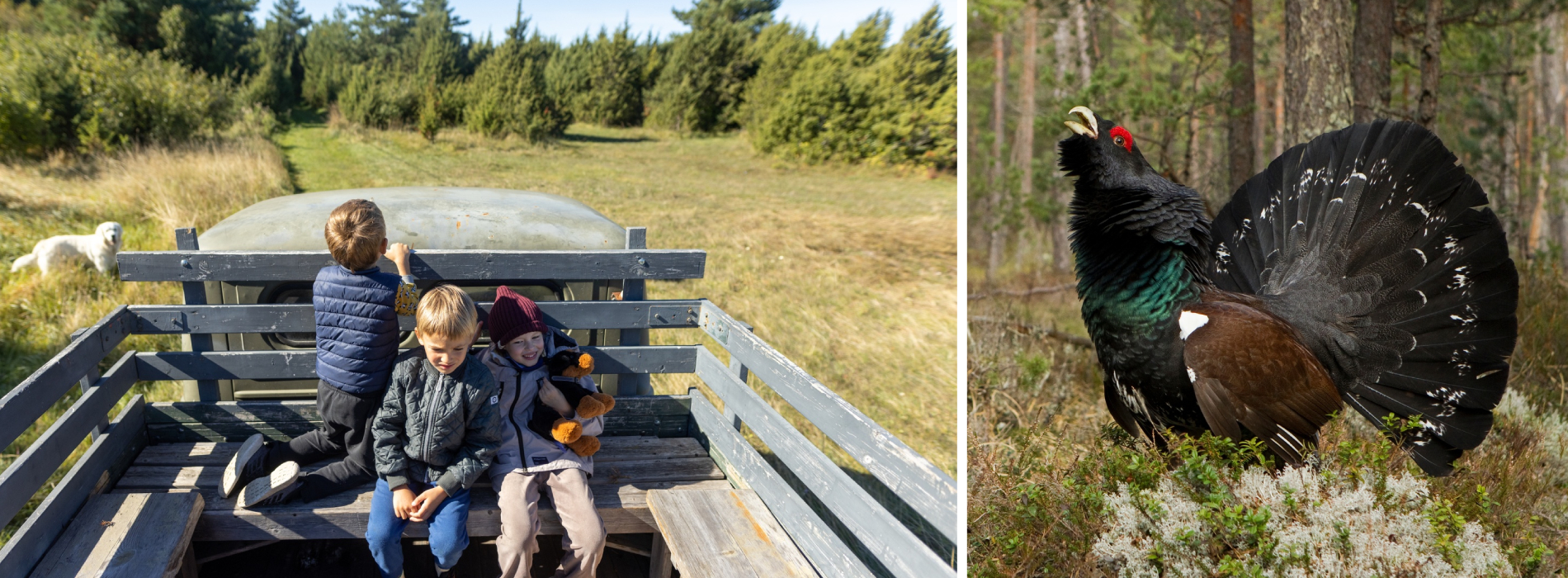 Kind und Vogel in der Natur Estlands