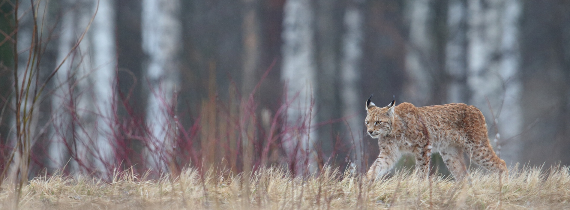 Europa Estland Tiere Luchs 