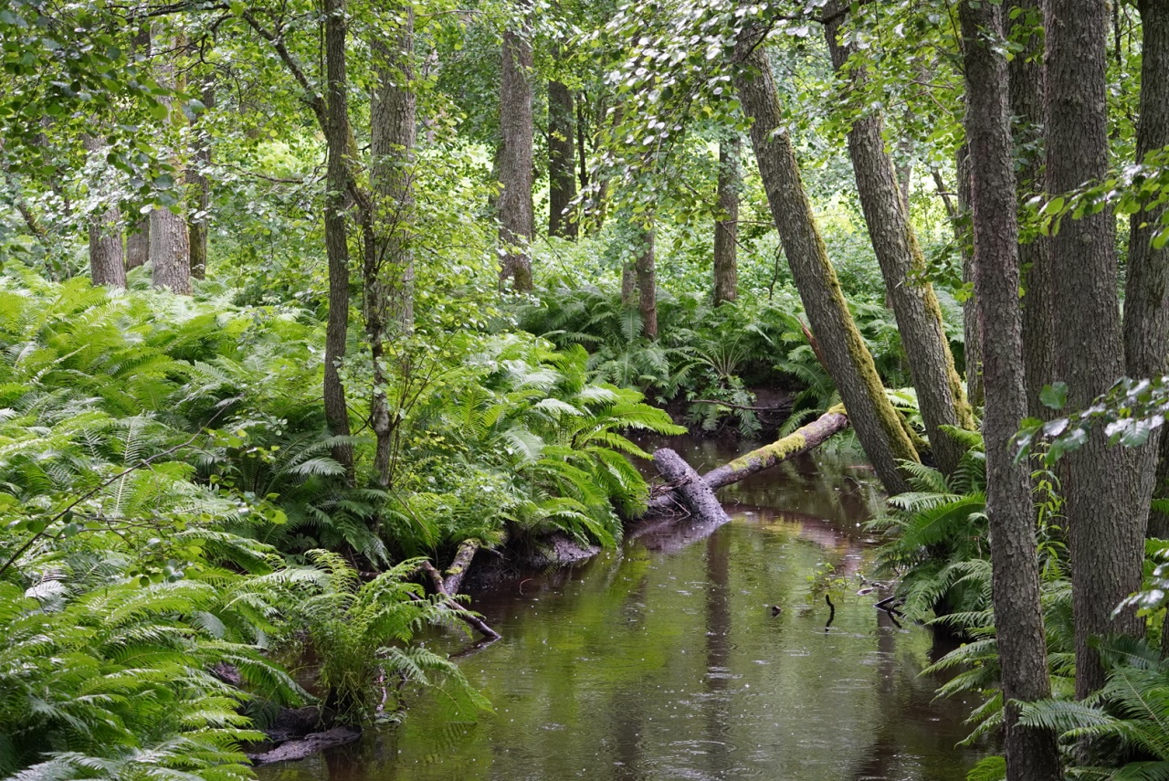 Kleiner Fluss durch dichten Wald und Farn