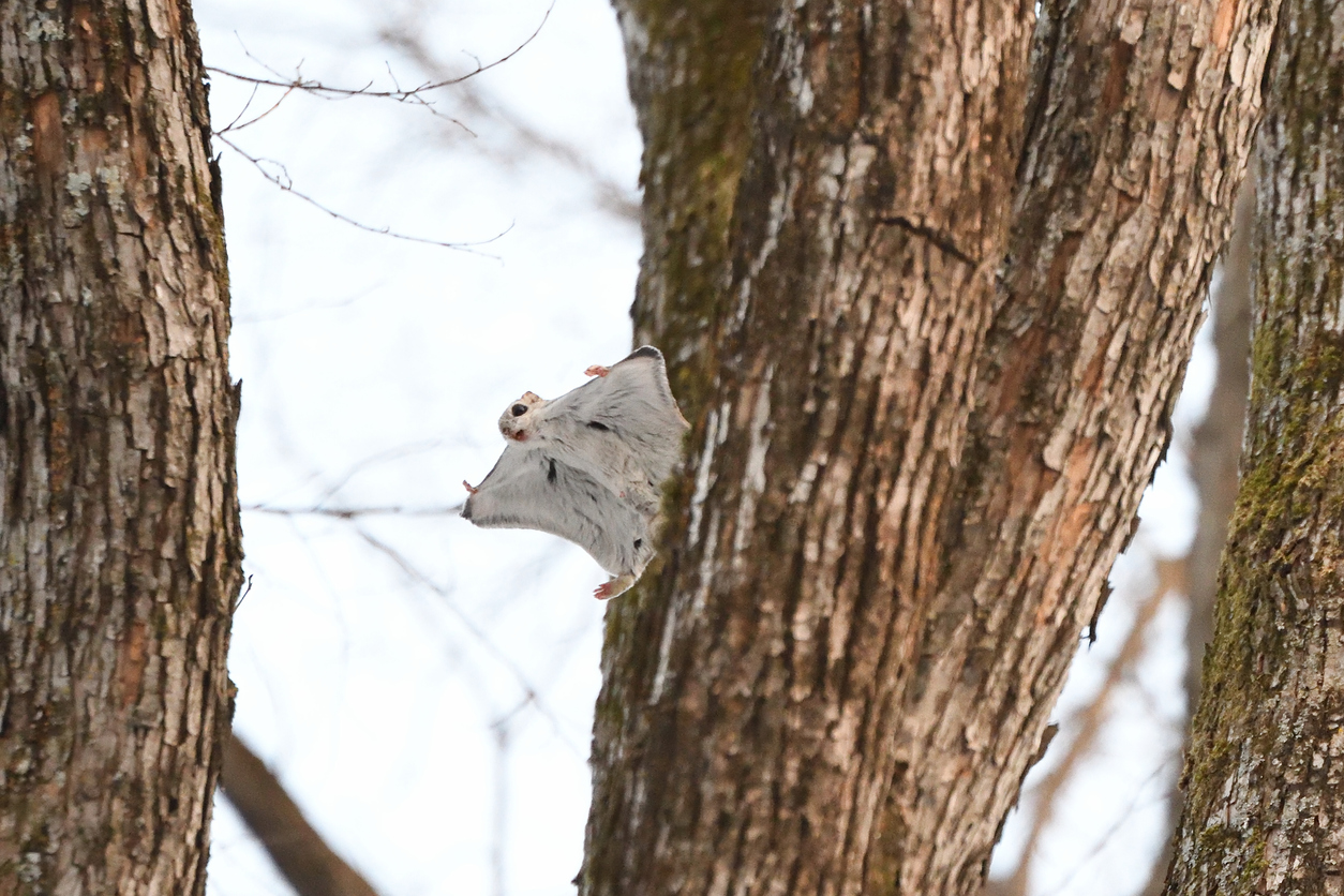 Ein Gleithörnchen gleitet von Baum zu Baum