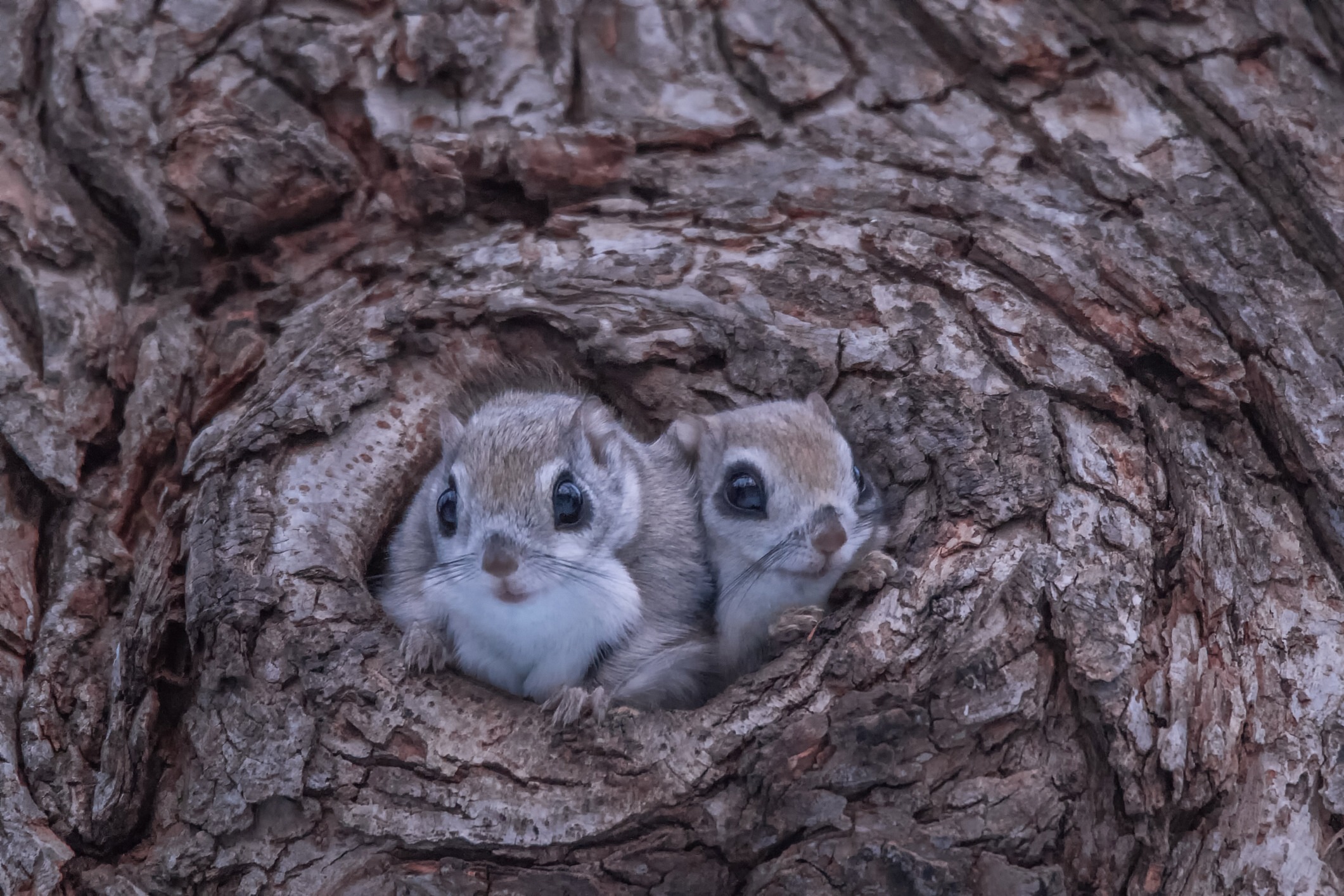 Zwei Europäische Gleitchörnchen schauen aus einem Astloch