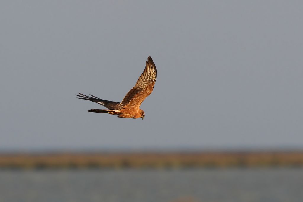 Wiesenweihe im Flug Bayern