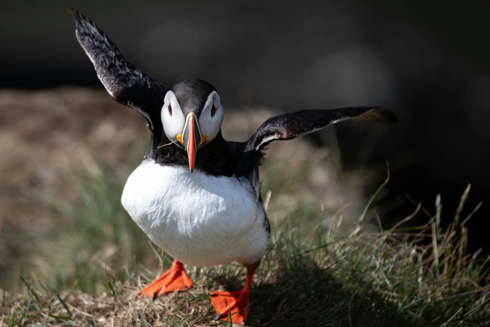 Papageitaucher Schottland