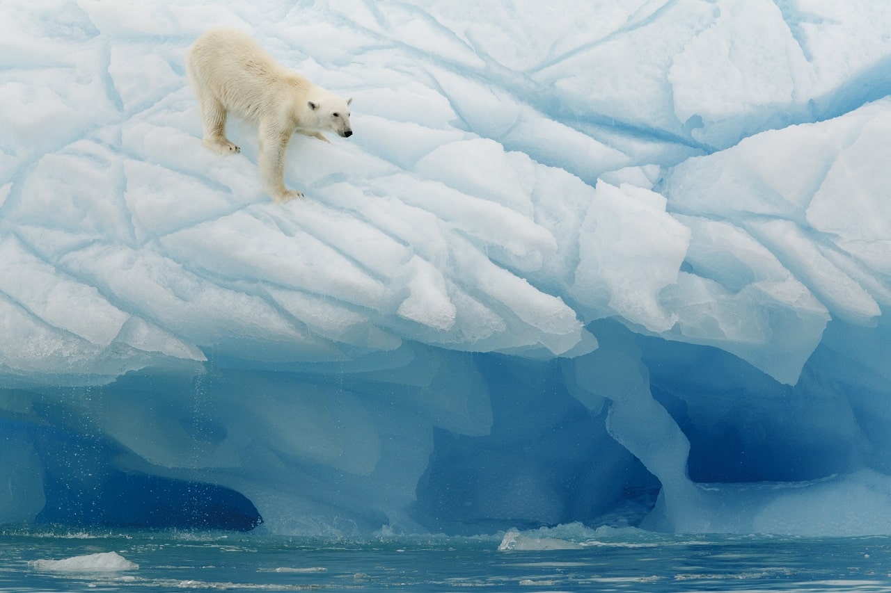 Eisbär klettert an einer Eiswand in Spitzbergen