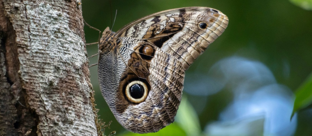 Schmetterling in Panama Nahaufnahme eines Schmetterlings in der Natur Panamas