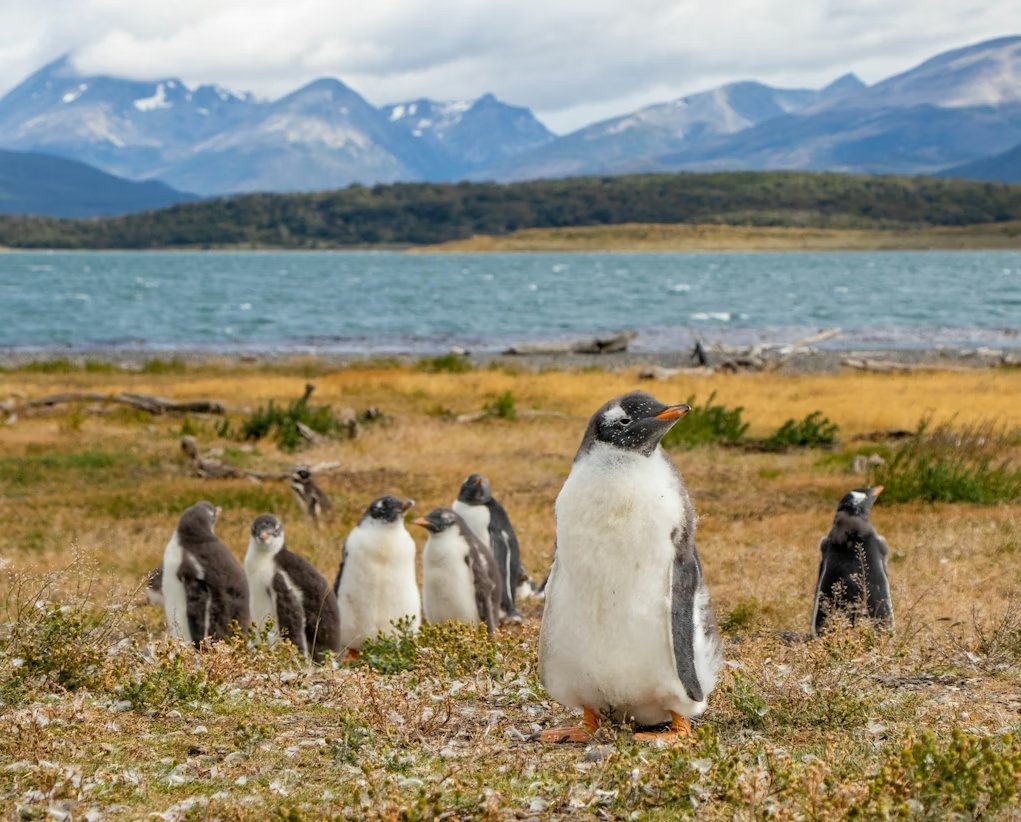 Pinguine Feuerland Chile