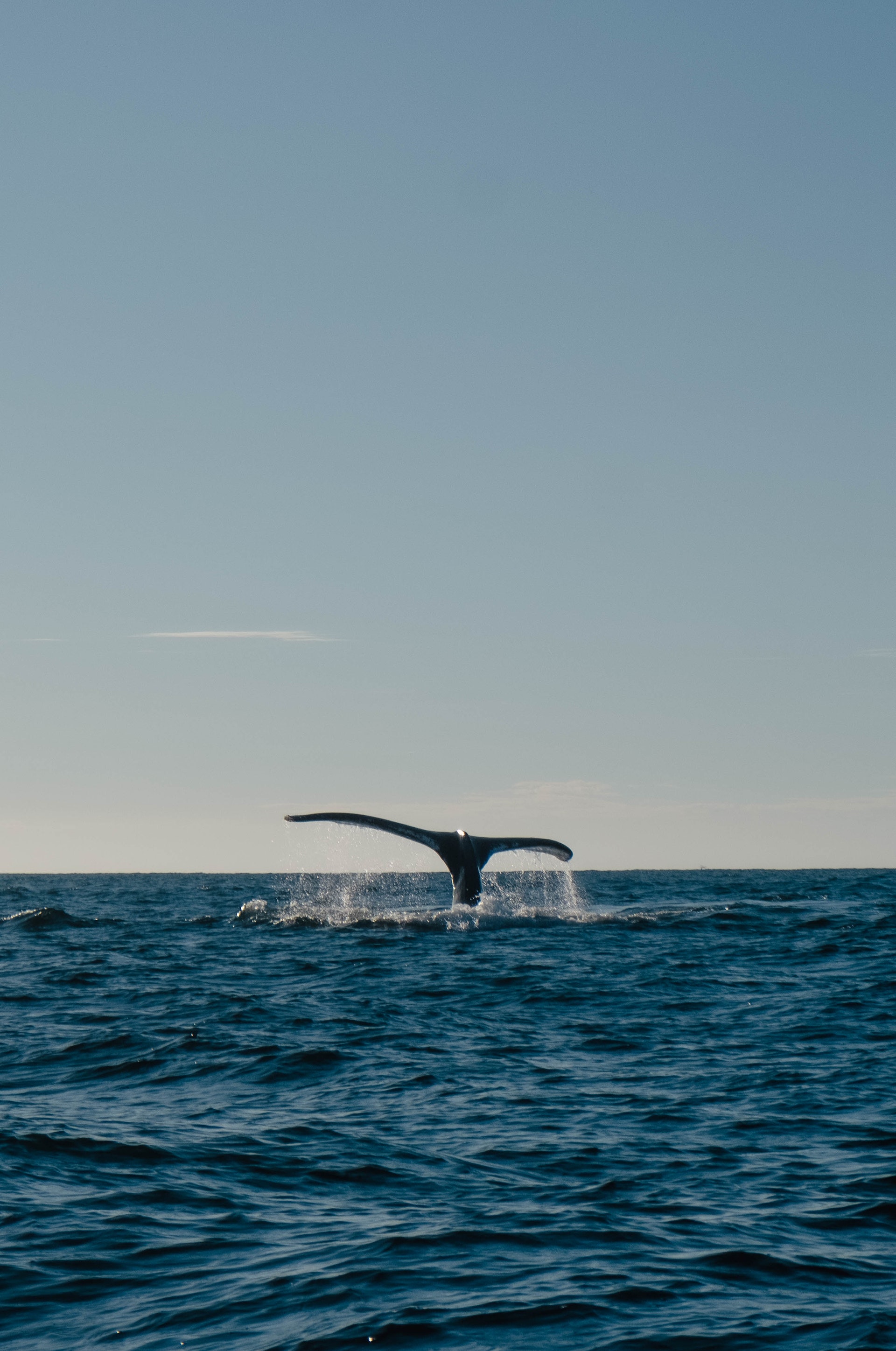 Fluke eines Wals über dem Wasser