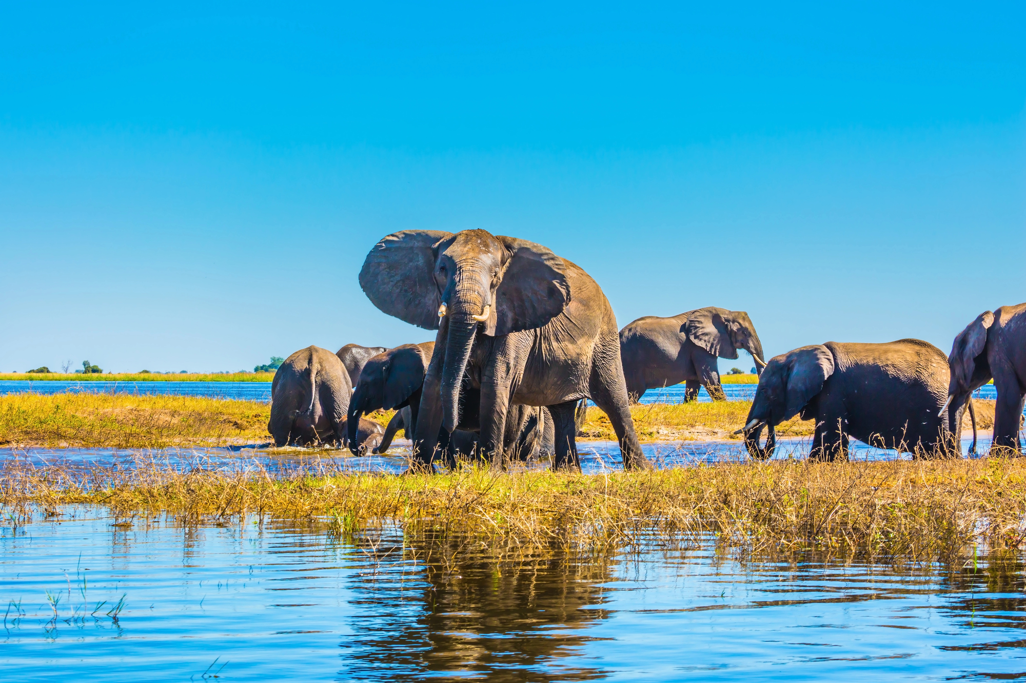 Beste Reisezeit Botswana - Chobe Nationalpark