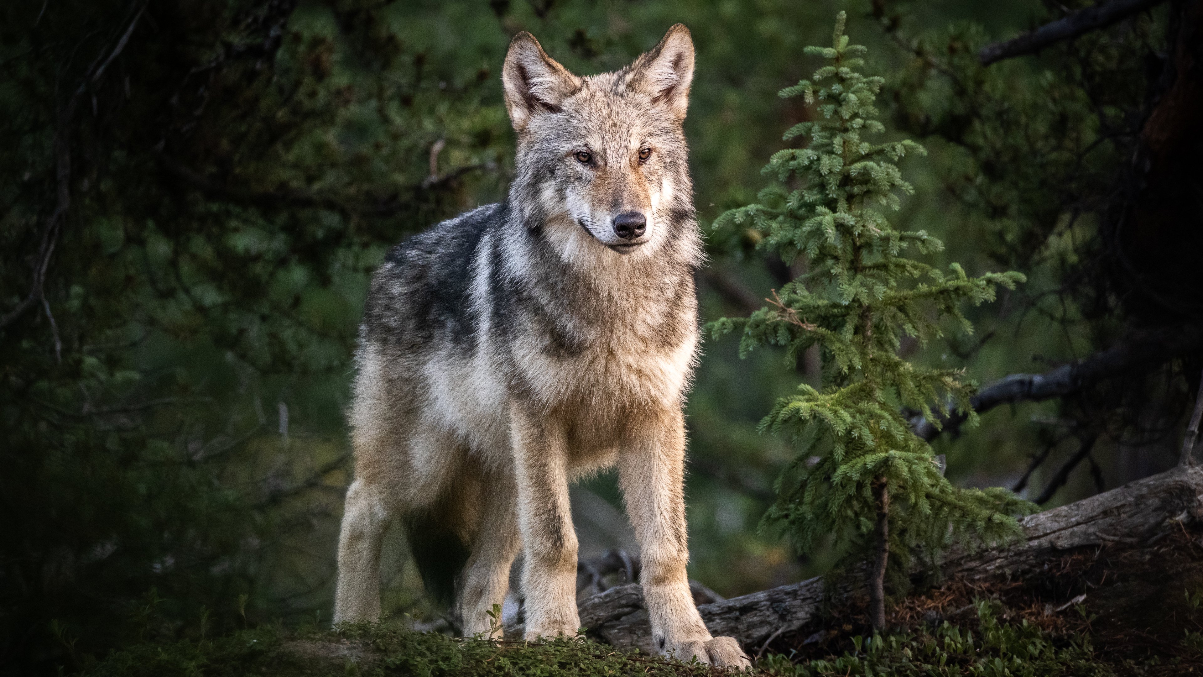 Hannah Assil Wolfbegegnung in der Wildnis