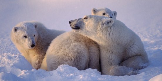 Muttereisbär mit ihren beiden Jungen im Sonnenuntergang im Schnee