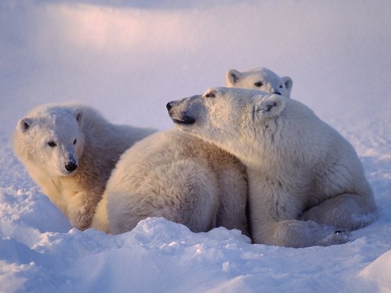 Muttereisbär mit ihren beiden Jungen im Sonnenuntergang im Schnee