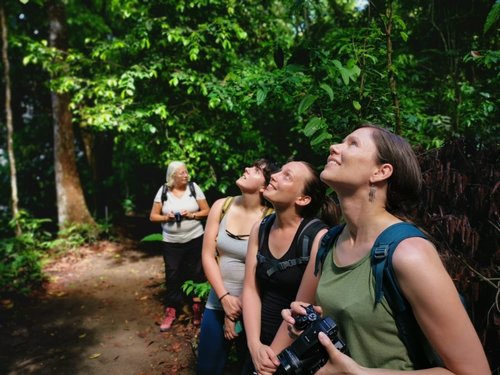 Reisegruppe im Dschungel Costa Ricas schaut nach oben
