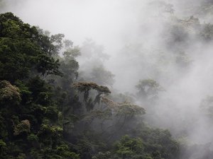 Nebelschwaden ziehen durch einen Regenwald in Costa Rica