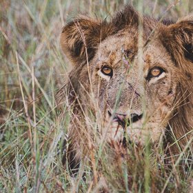 Löwen Männchen im Gras