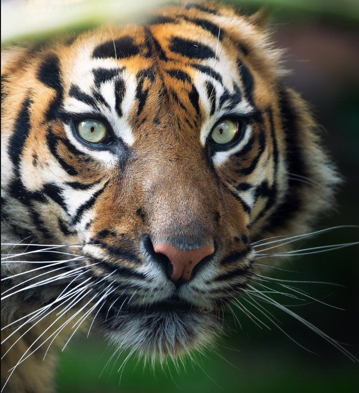 Tiger schaut in die Kamera