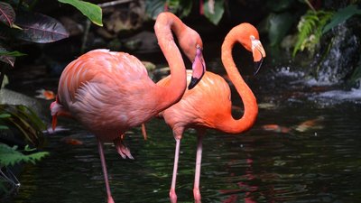 Zwei Flamingos in einem kleinen Fluss