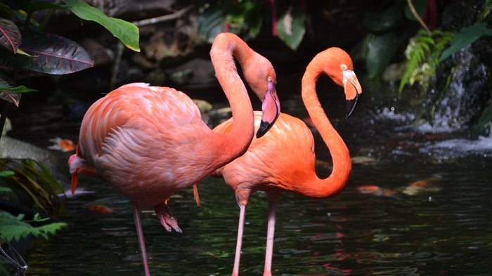 Zwei Flamingos in einem kleinen Fluss