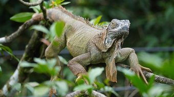Ein junger Leguan sitzt in einem Ast