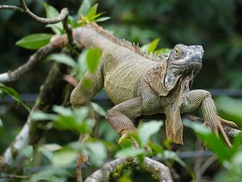 Ein junger Leguan sitzt in einem Ast