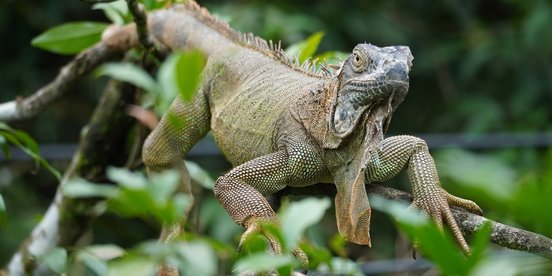 Ein junger Leguan sitzt in einem Ast