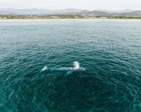 Wal von oben im Meer fotografiert an der Küste von Mexiko
