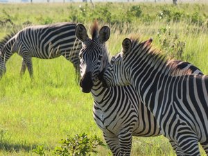 Zwei Zebras stehen eng beisammen und kuscheln