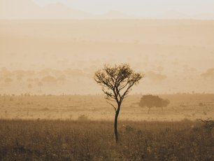 Einzelner Baum im Abendlicht im Kidepo Nationalpark